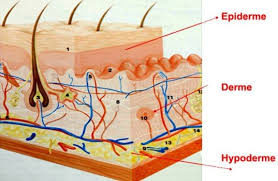 Anatomia da Pele: Camadas, Receptores e Homeostase